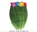 17570-Fieatas-guirca-Hawaiian-skirt-leaves-38cms-2.webp