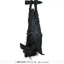 29053_14.webp