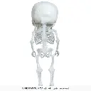 24875_18.webp