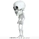 24875_15.webp