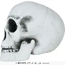 26655_11.webp