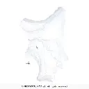 19432_12.webp