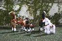 Fantasy-Party-Entertainment-kids-Ride-On-Ponies-3-hour-Rental--2-Small-Ponies.webp