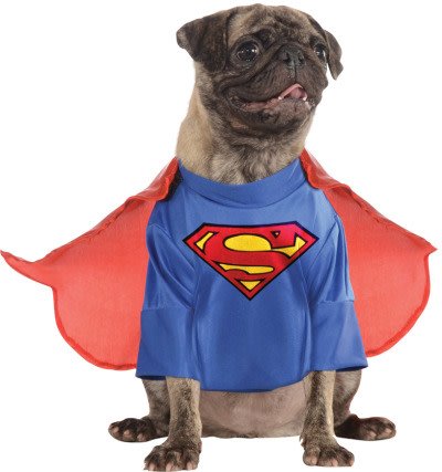 Superman Pet
