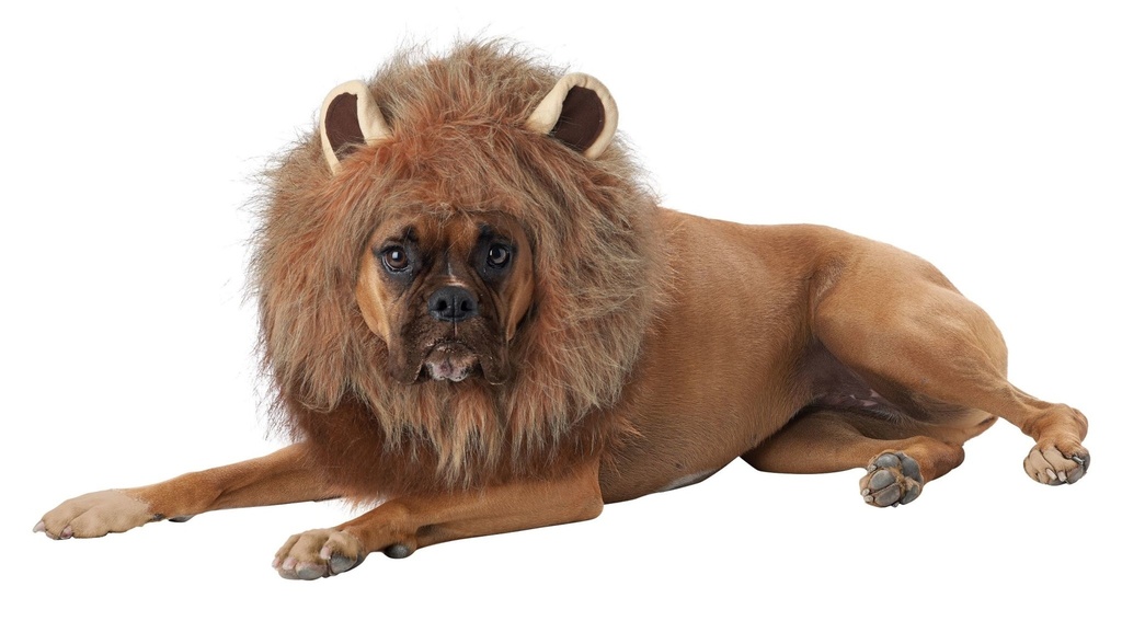 King Of The Jungle Dog Costume