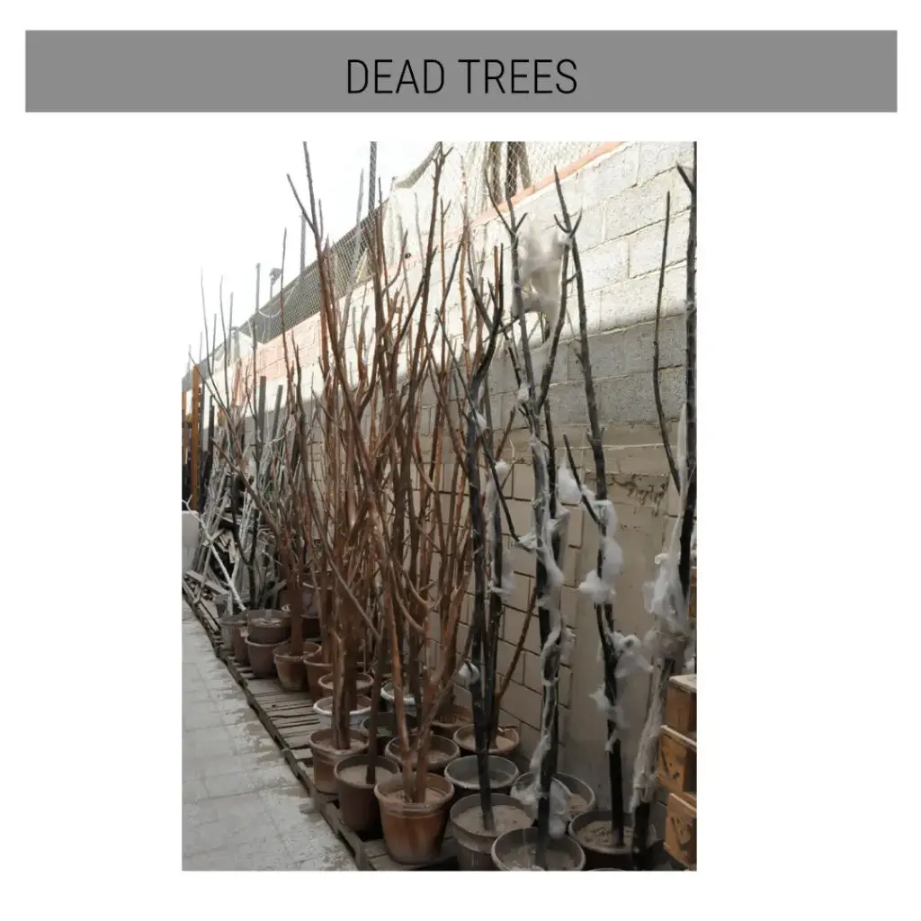 Dead Tree-Rental