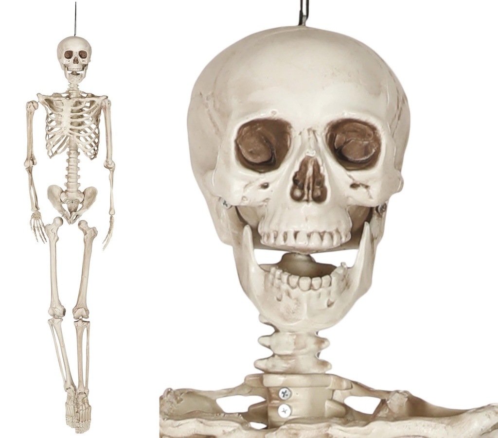Skeleton 160 Cm