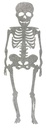 20 Inch Glitter Skeleton-Silver Halloween