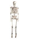 Skeleton 60 Inch Hanging