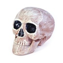 Skull Head Realistic