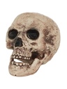 Skull Large