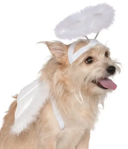 Pet Angel Halo/Wings Set 