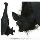 Hanging Bat Decoration, 50 cm